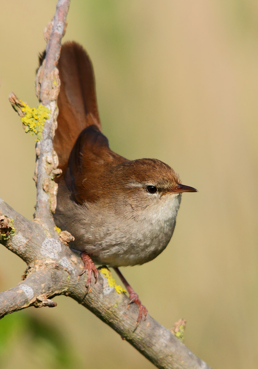 Cetti's Warbler