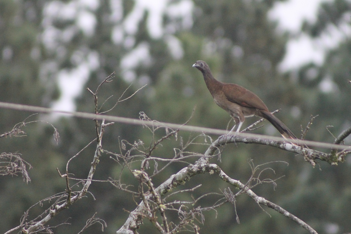 Gray headed Chachalaca