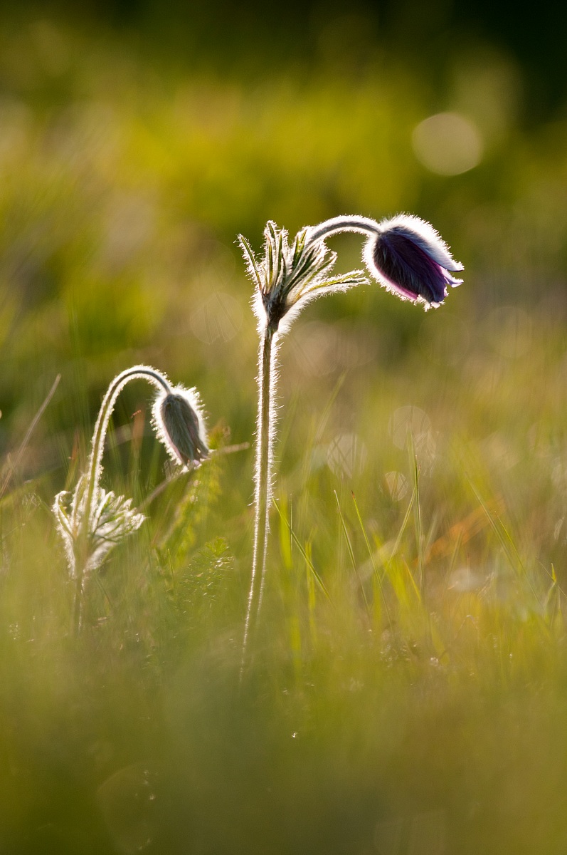 Pulsatilla