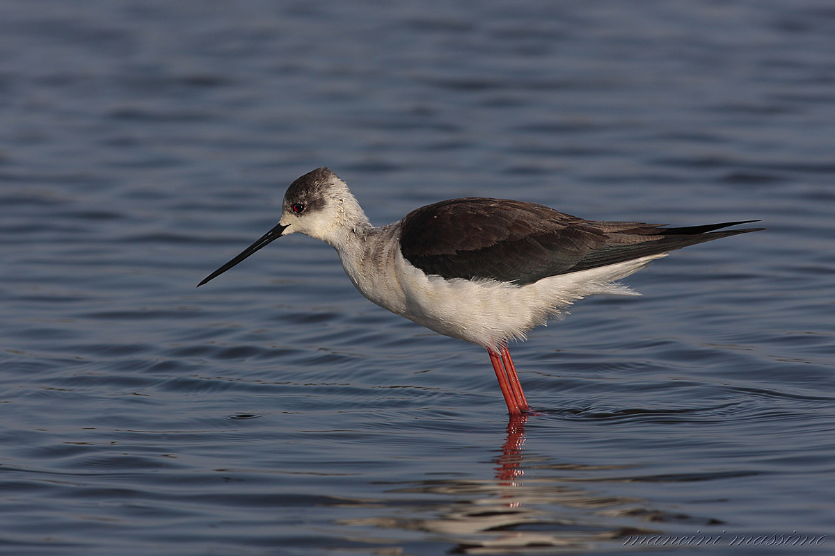 Cavaliere d'italia(Himantopus himantopus)