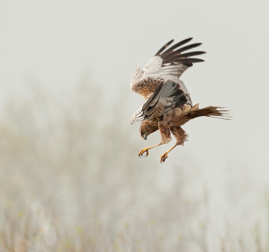 Attacco alla garzaia falco di palude maschio