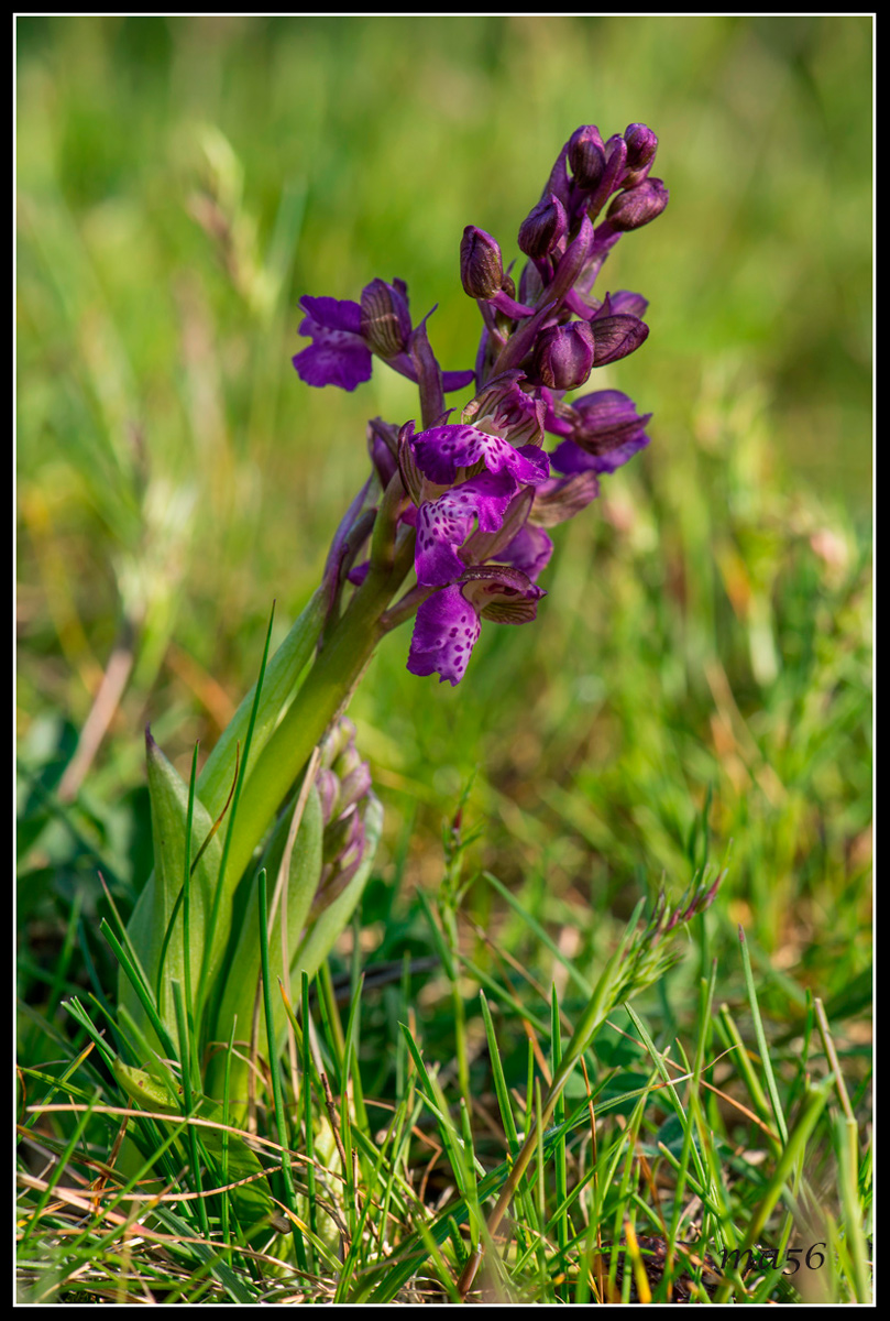 Orchis - Monte Baldo VR