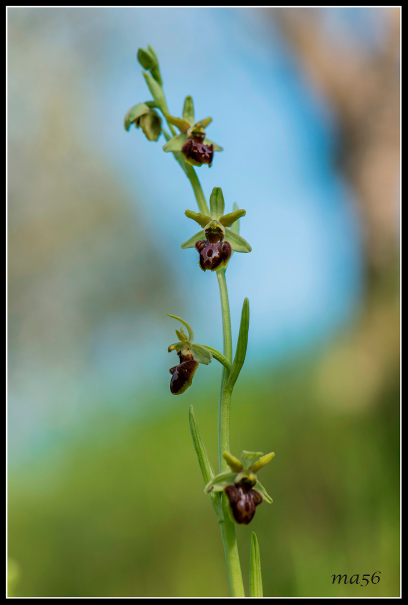 Ophrys Sphecodes - Monte Baldo VR