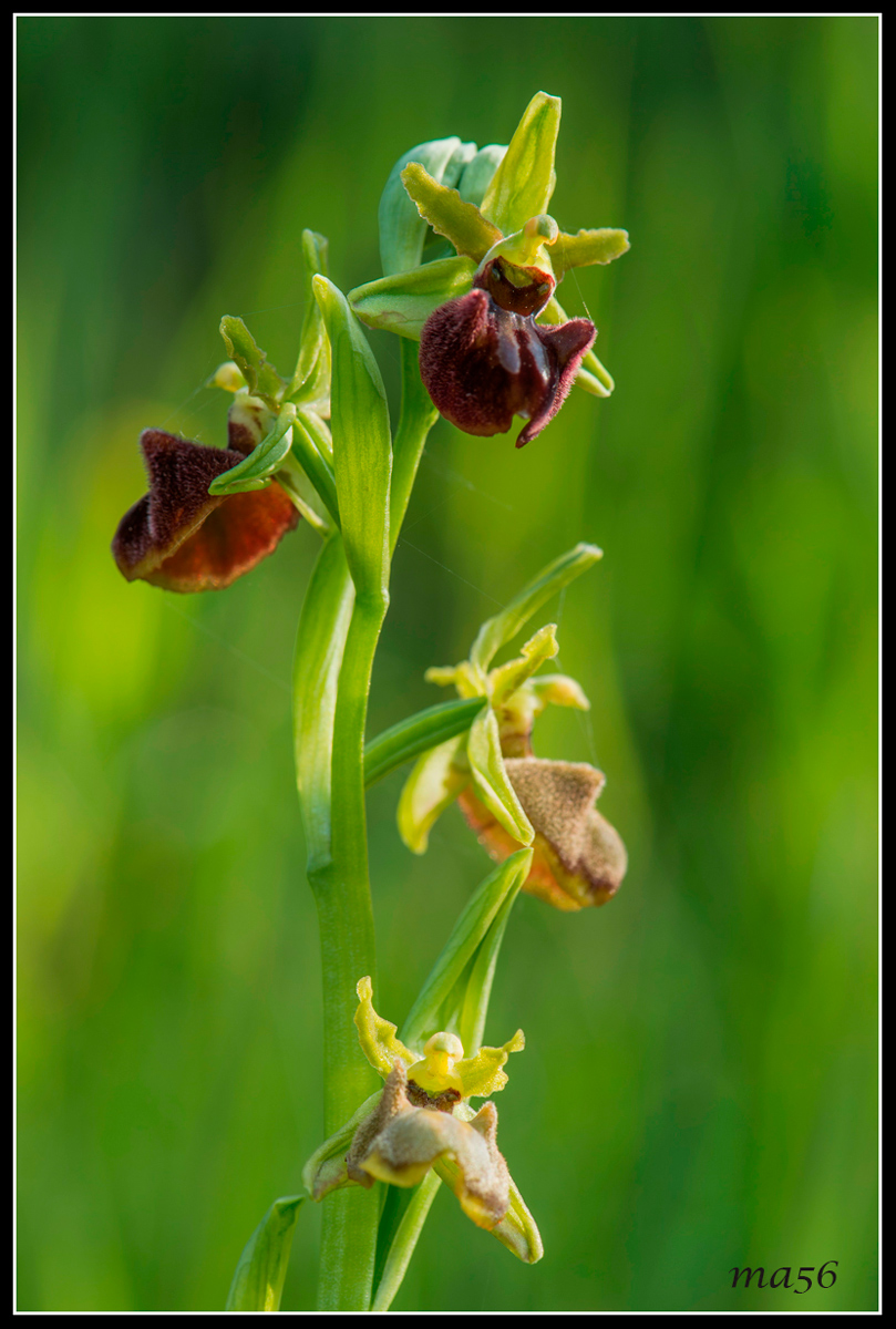 Orchide Green Brown - Monte Baldo VR