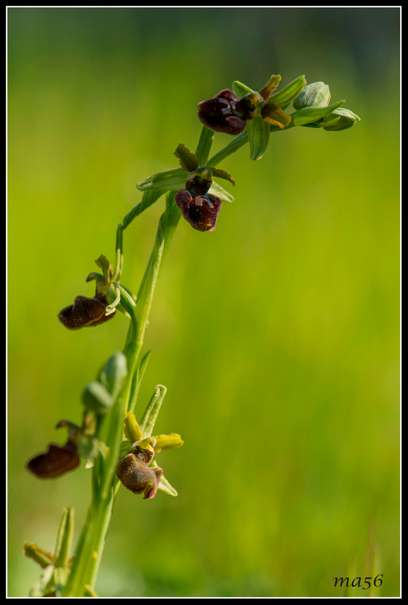 Orchide Green Brown - Monte Baldo VR
