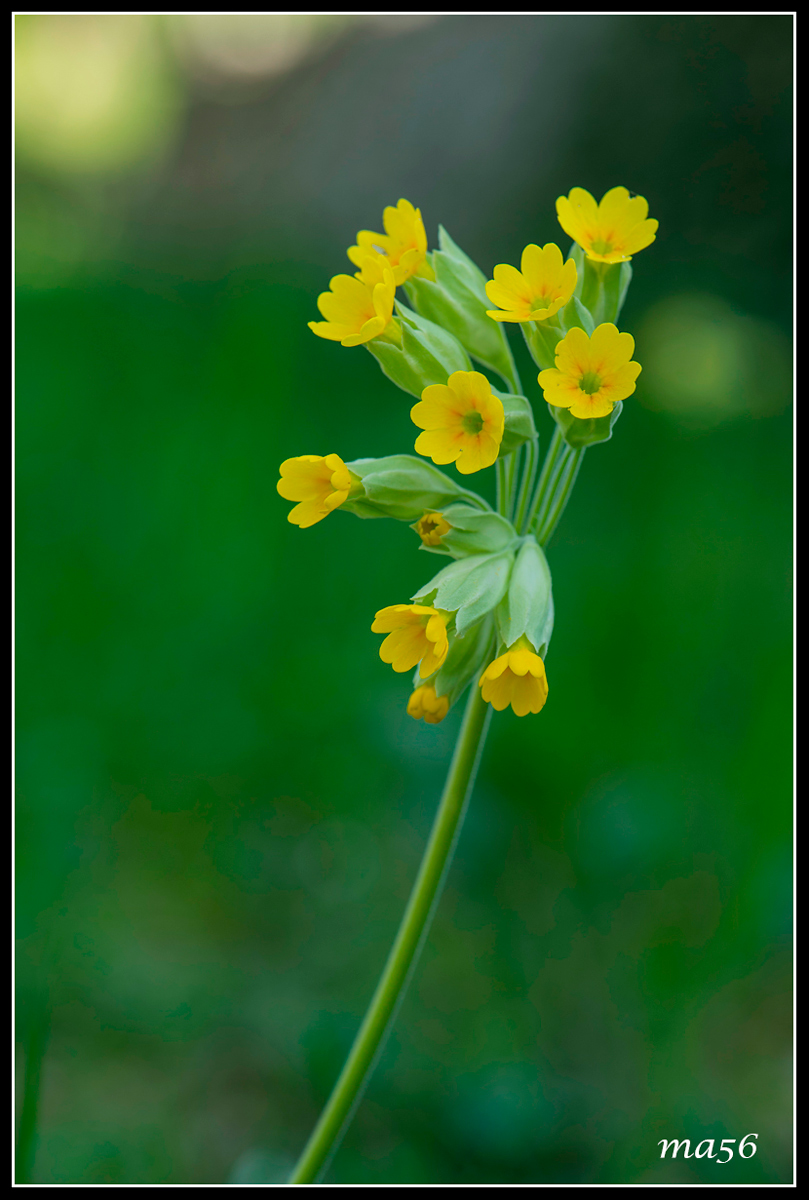 Primula Maggiore - Monte Baldo VR
