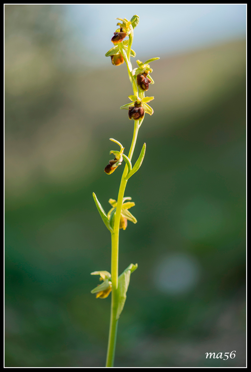 Orchide Green Brown - Monte Baldo VR