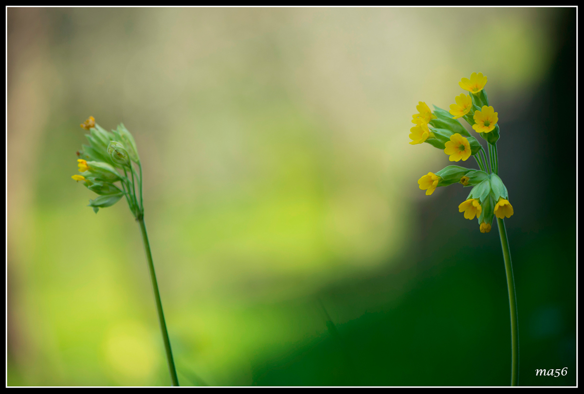 Primula Maggiore - Monte Baldo VR