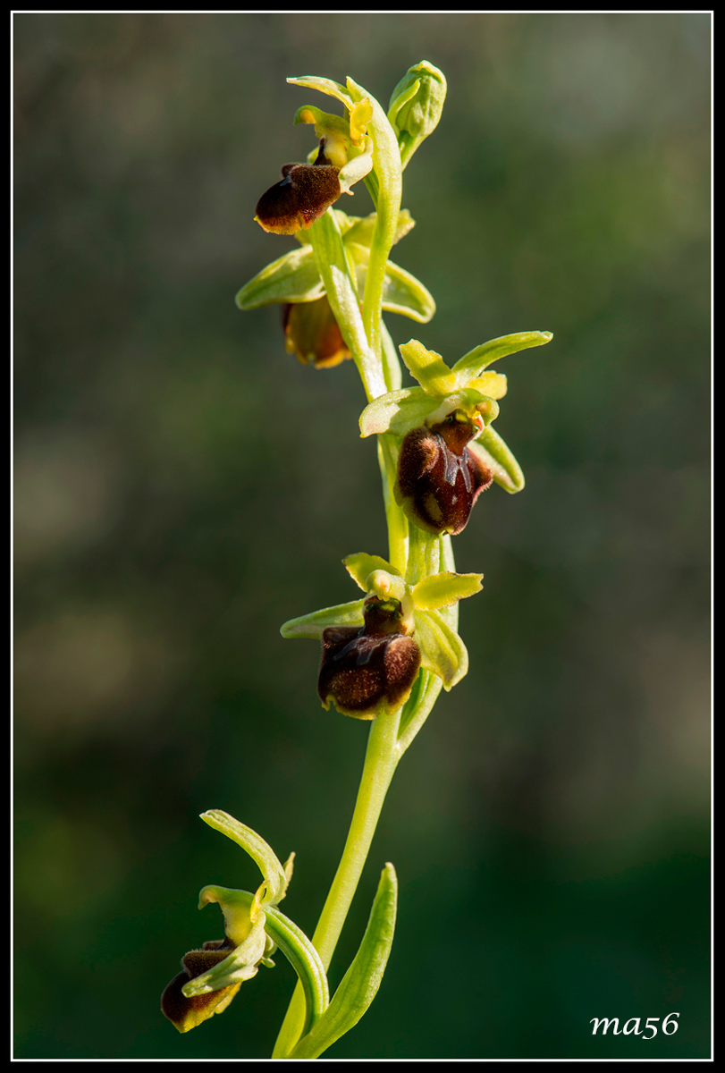 Orchide Green Brown - Monte Baldo VR
