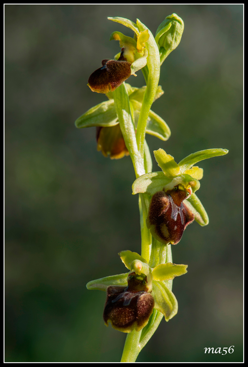 Orchide Green Brown - Monte Baldo VR