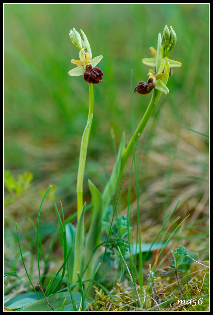 Ophrys - Monte Baldo VR
