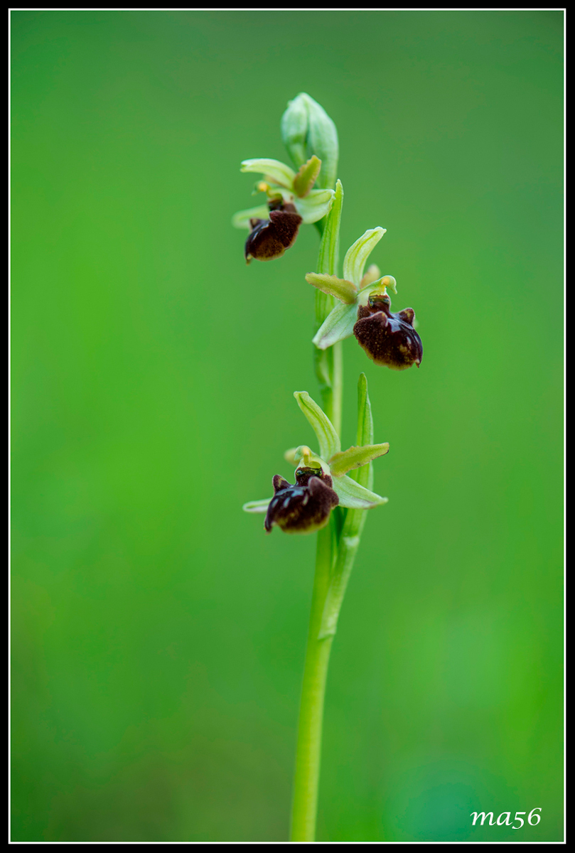 Ophrys - Monte Baldo VR