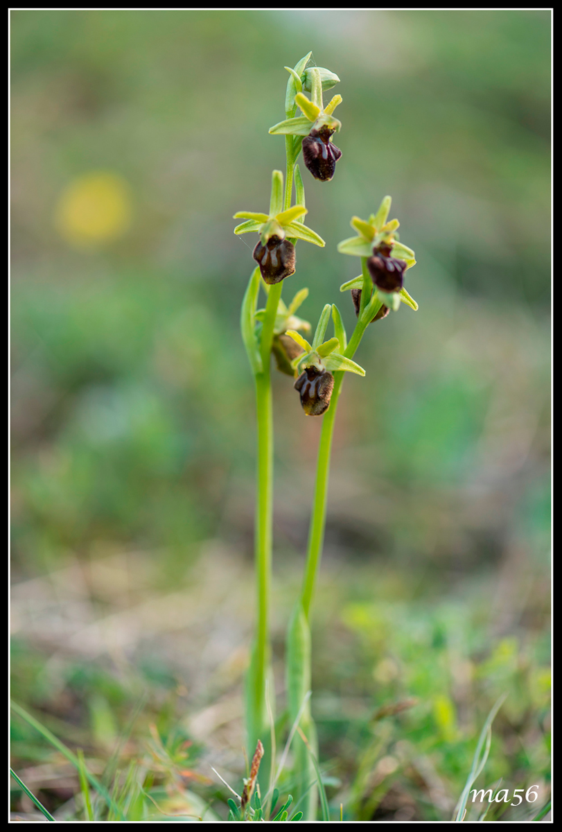 Ophrys - Monte Baldo VR