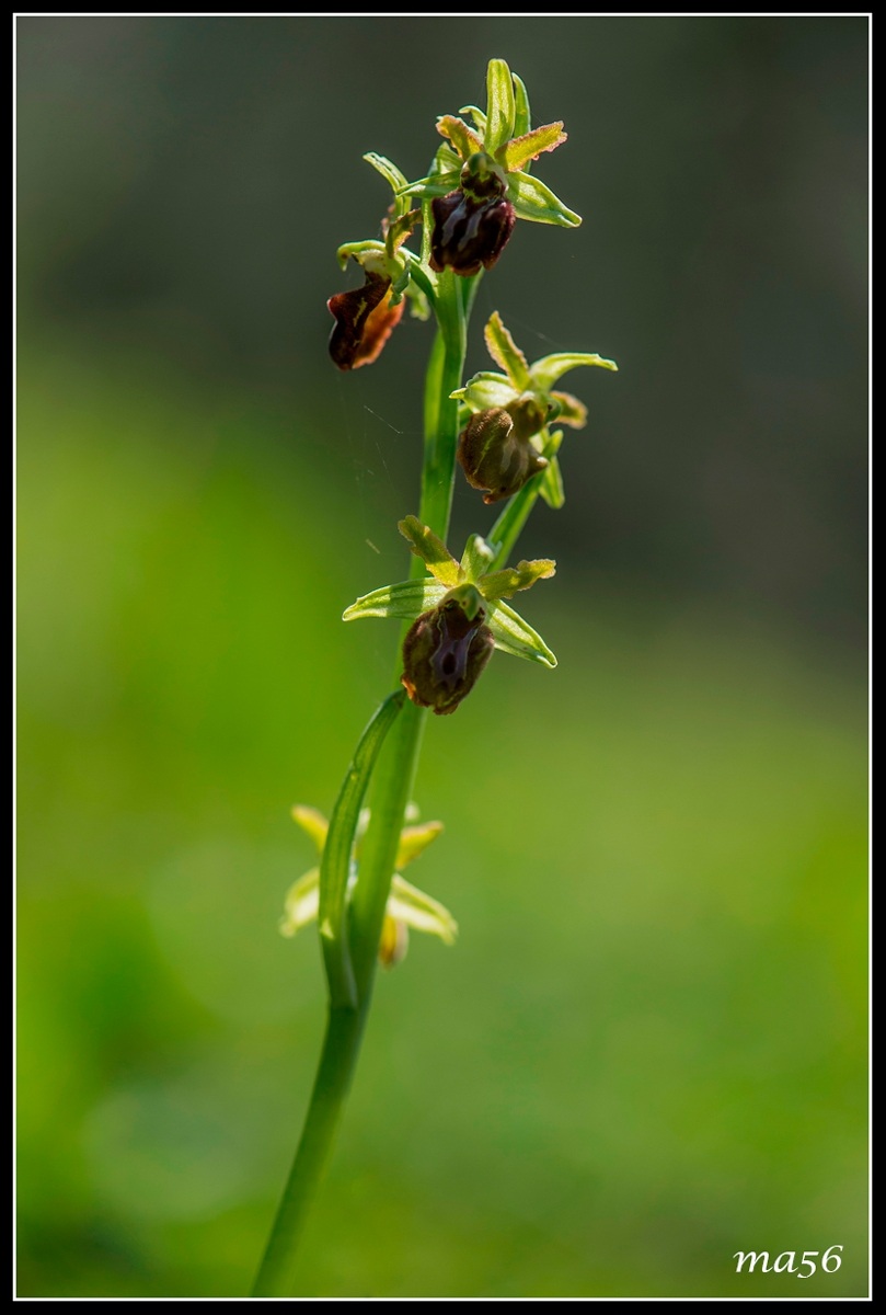 Ophrys - Monte Baldo - VR