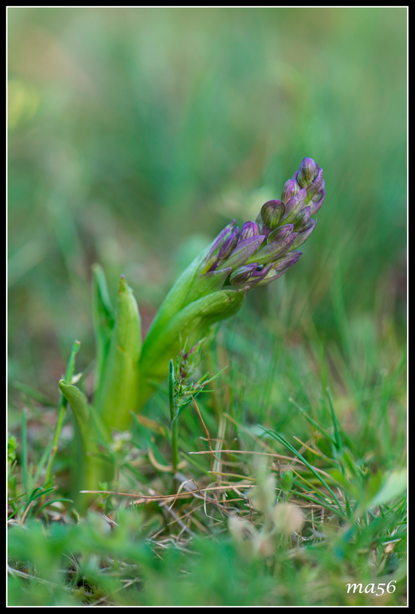 Orchis - Monte Baldo VR