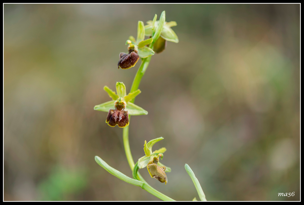 Ophrys - Monte Baldo VR