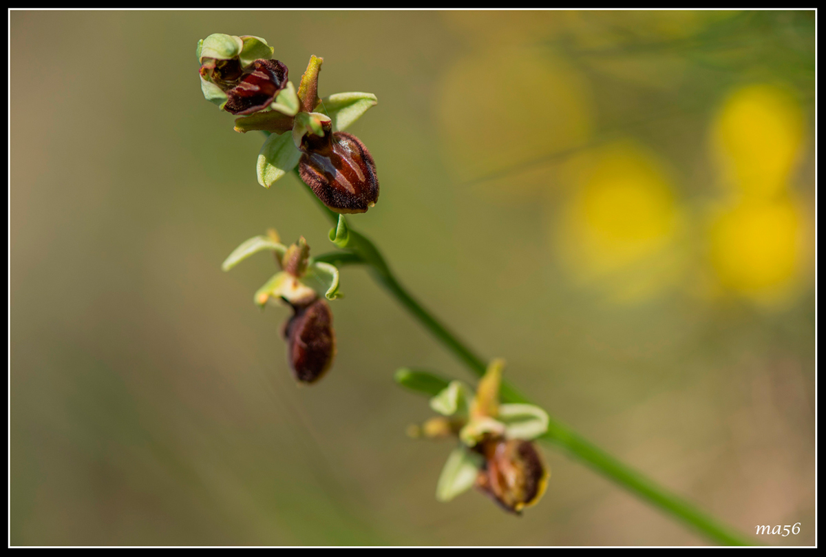 Ophrys - Monte Baldo VR