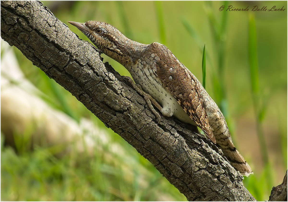 Torcicollo - Mimetizzazione_2