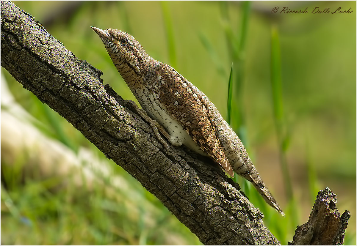 Torcicollo - Mimetizzazione_1