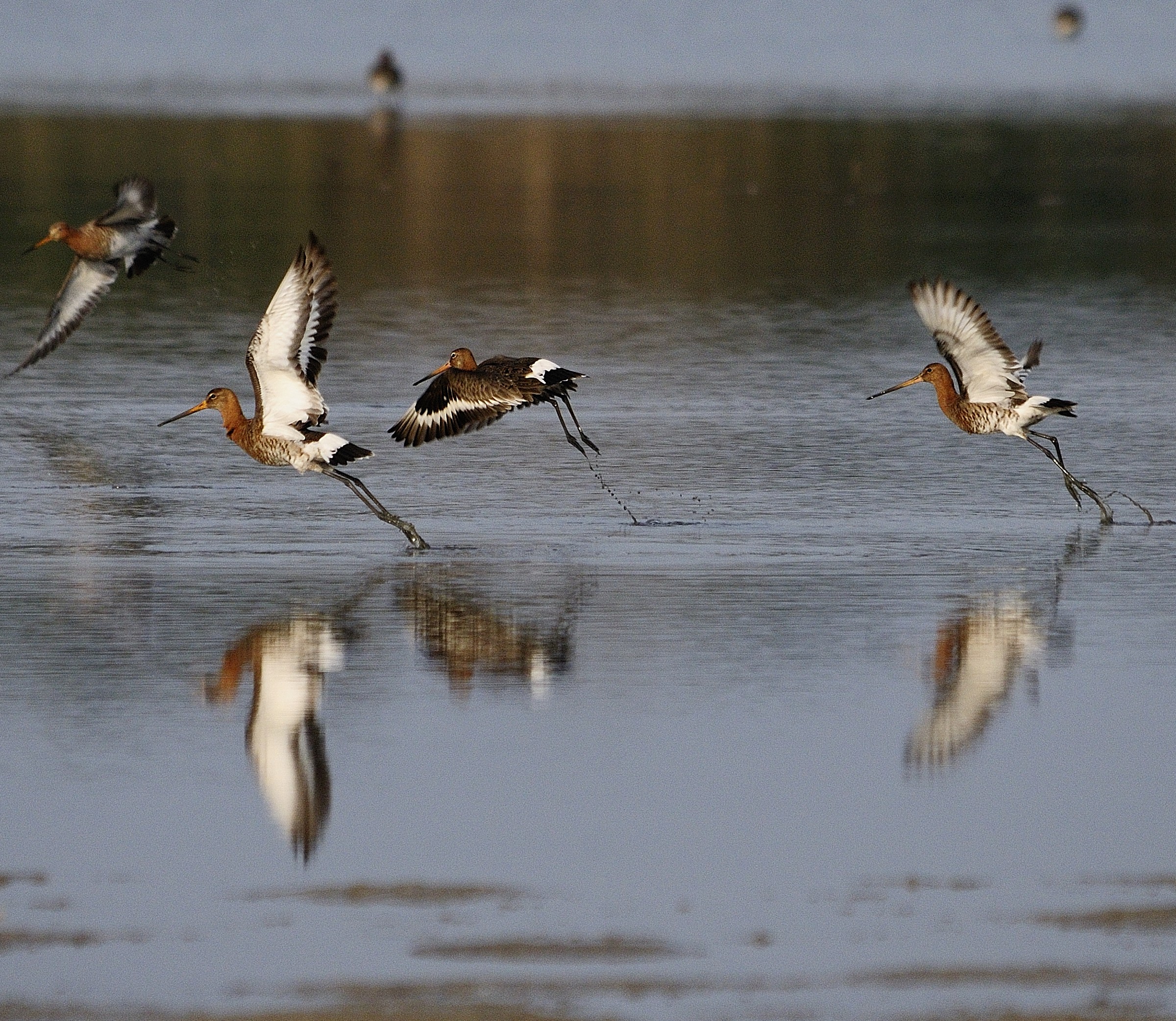 Pittime Reali in volo