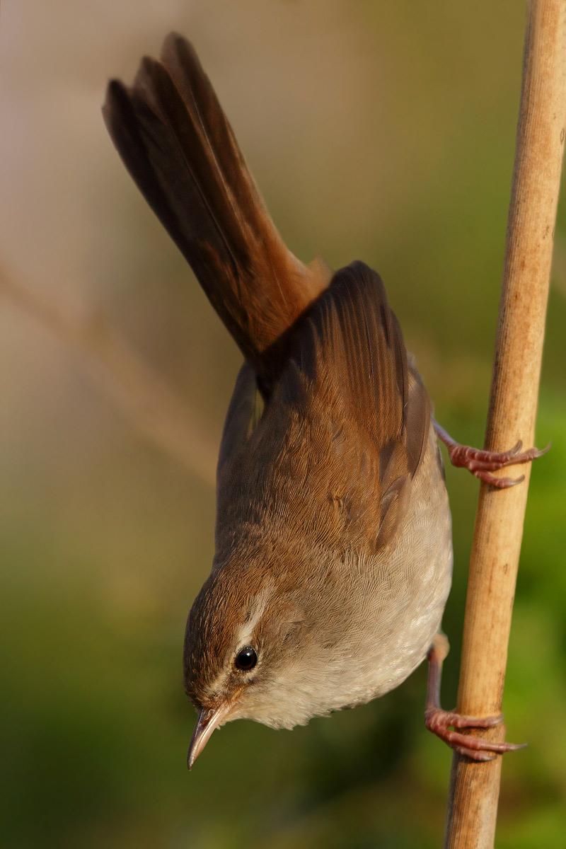 Cetti's Warbler