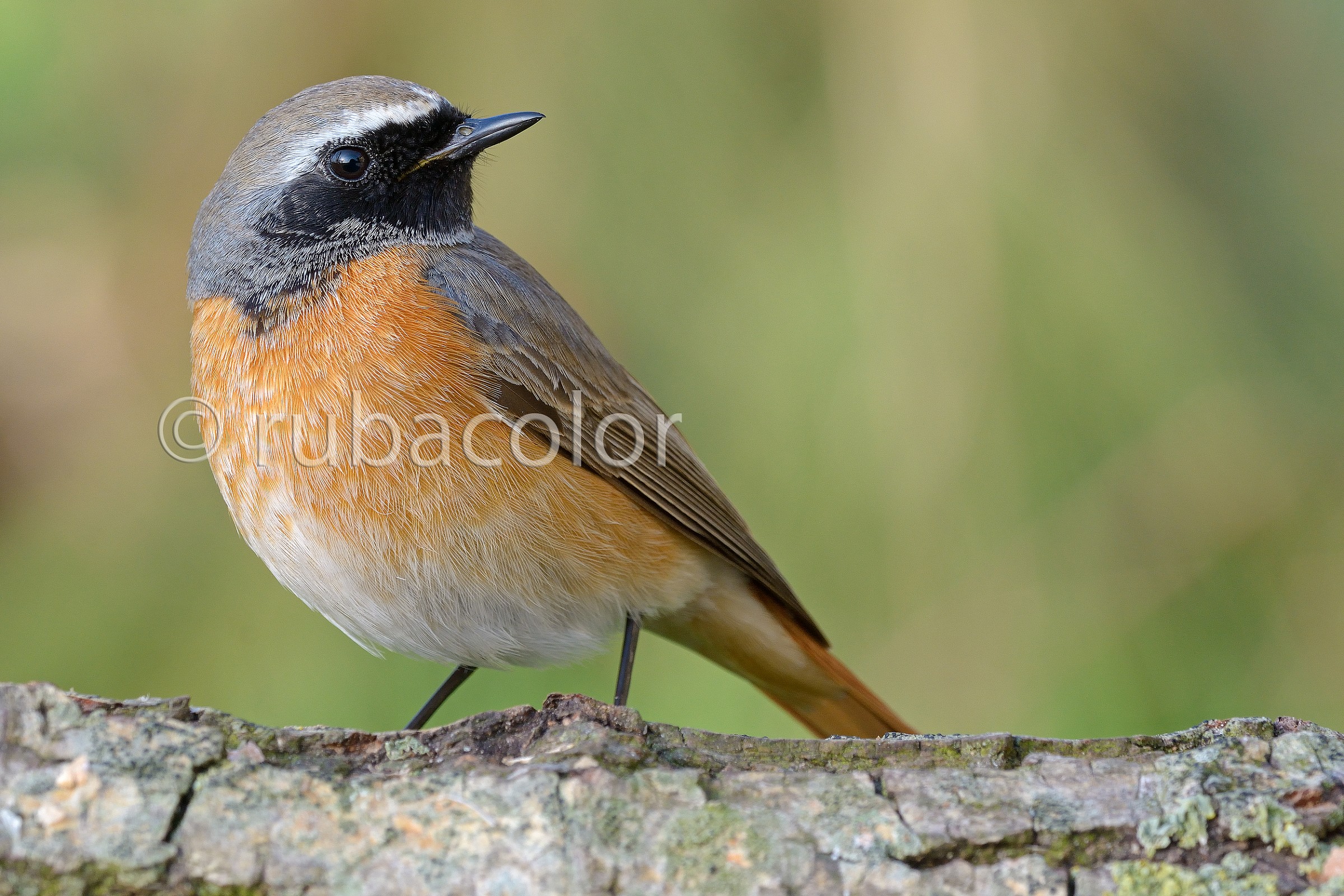Redstart male in his splendor of spring