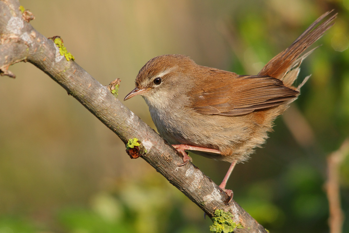 Cetti's Warbler