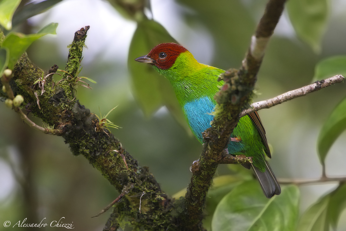 Tangara Red-winged Blackbird