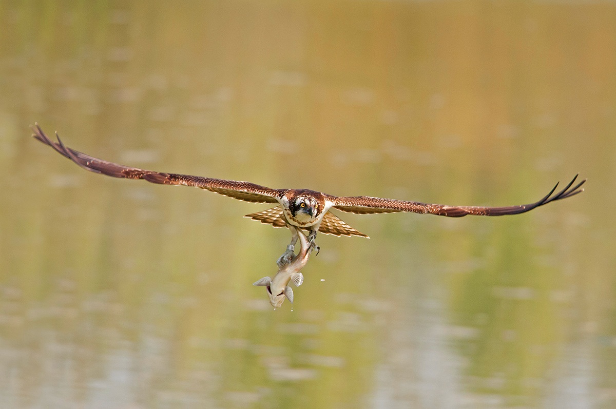 Il Pescatore e il Pesce 2