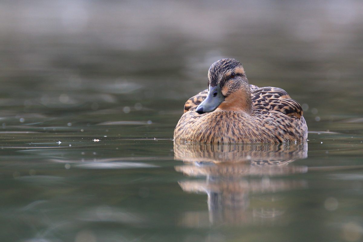Gadwall