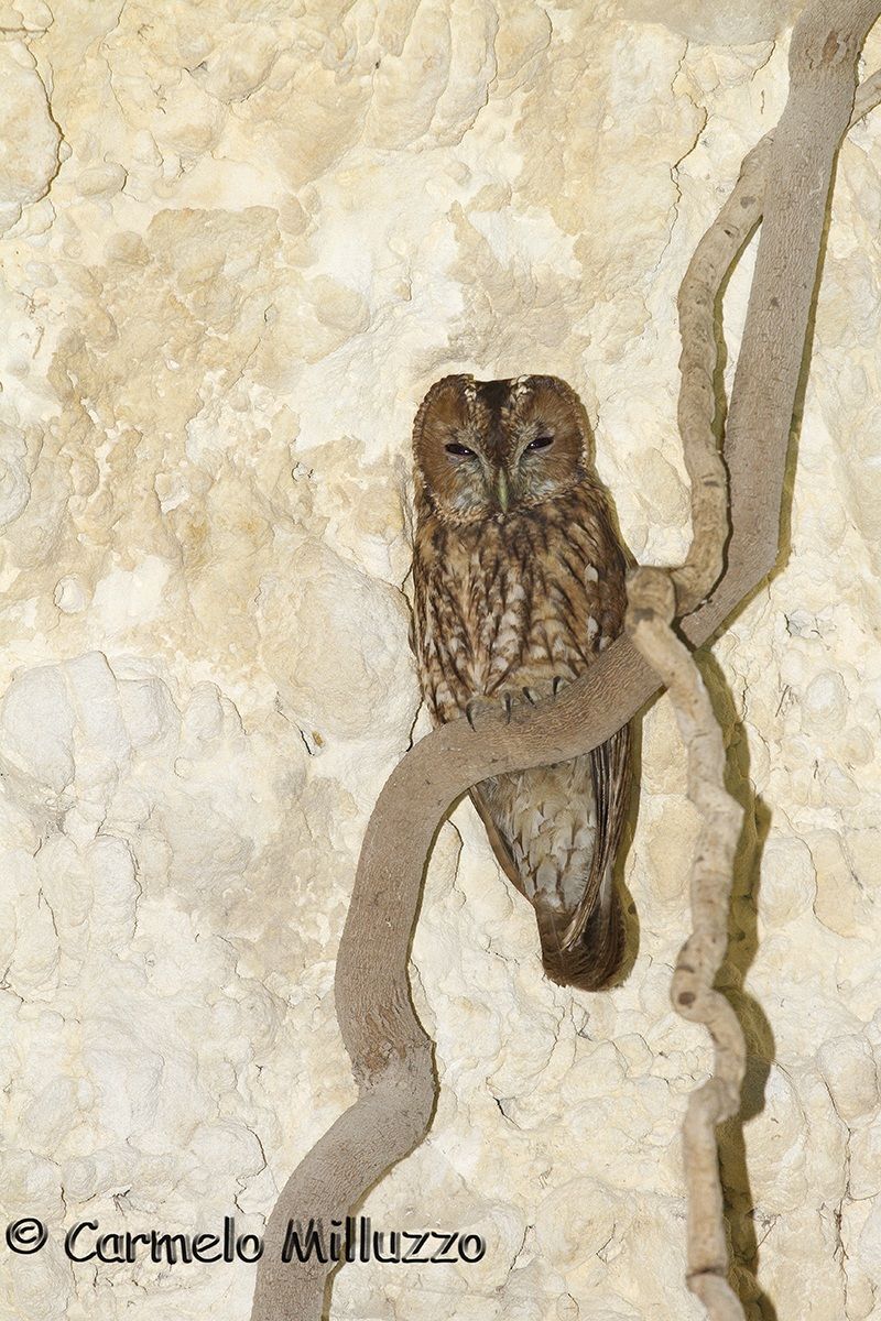 Tawny Owl (Strix aluco)