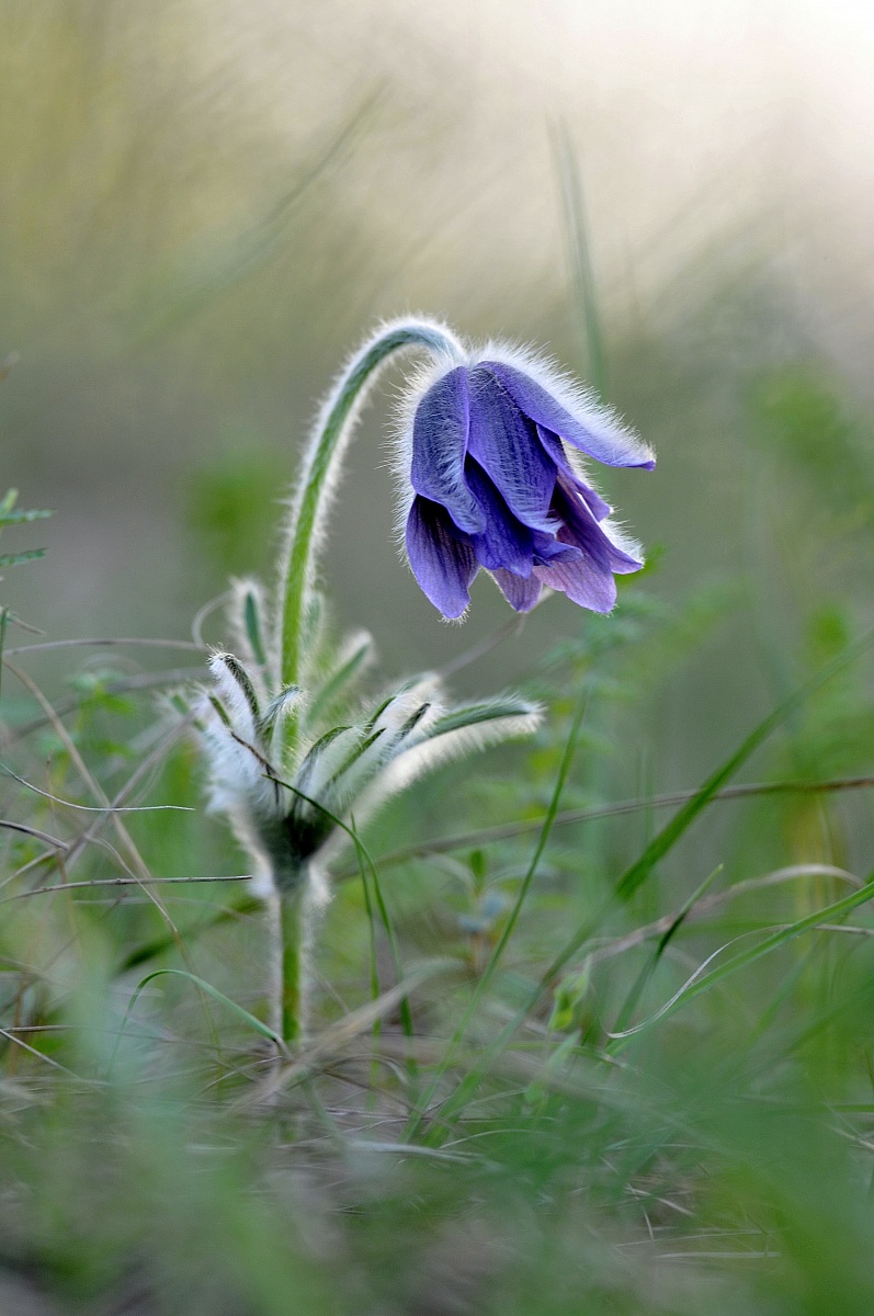 Pulsatilla