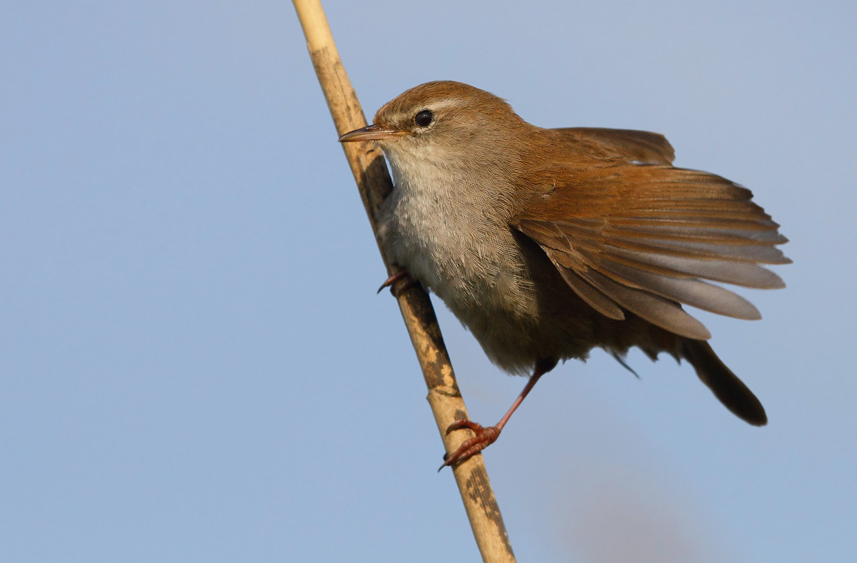 Cetti's Warbler