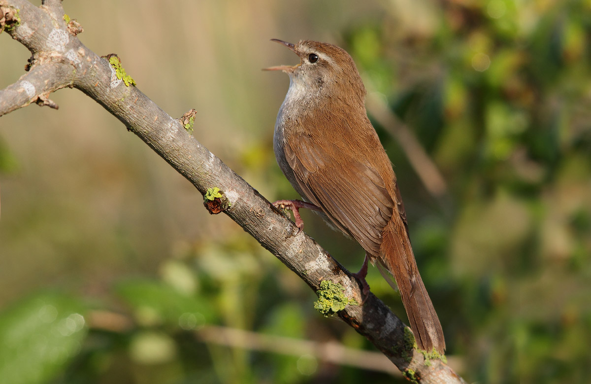 Cetti's Warbler