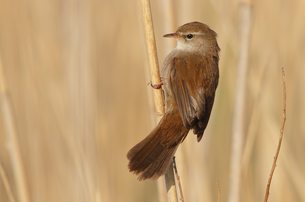 Cetti's Warbler