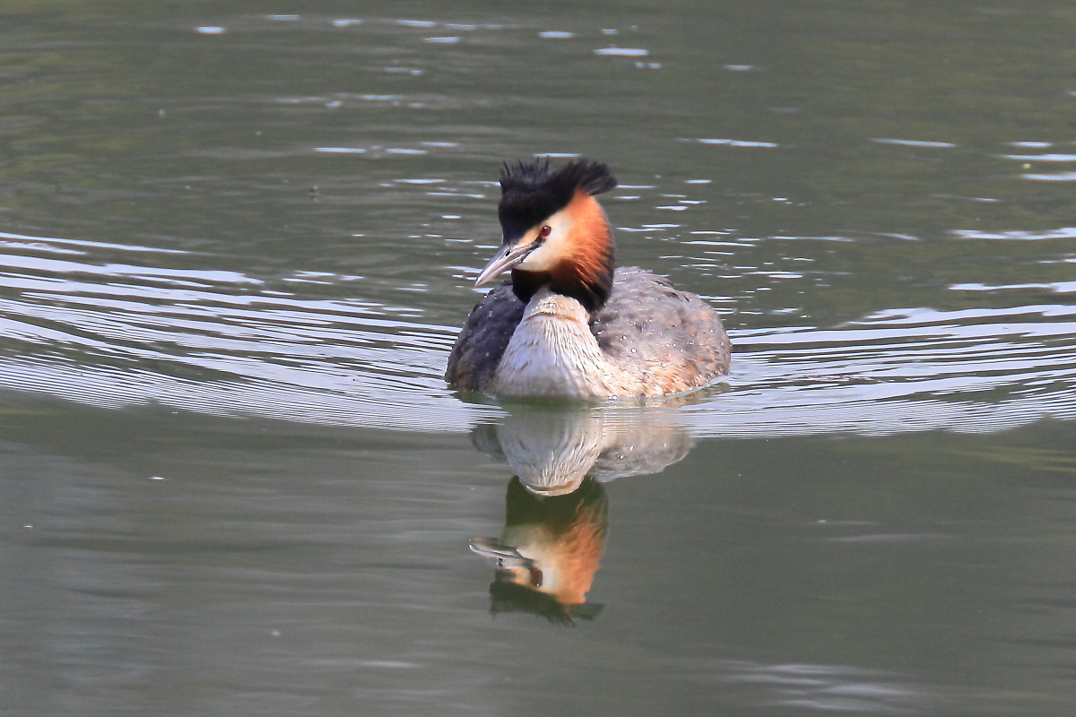 Great Crested Grebe