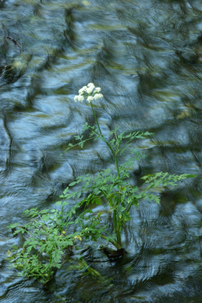 Surface of the water