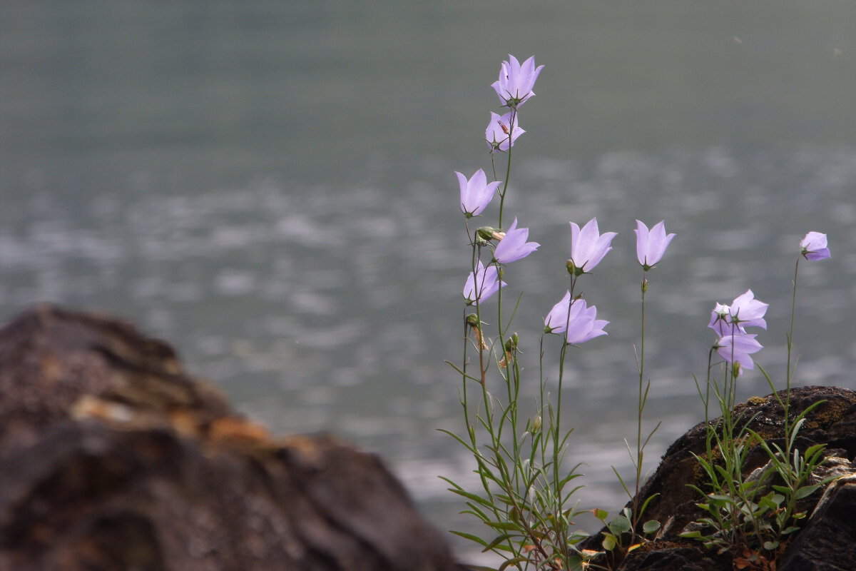Flowers, Killarney National Park