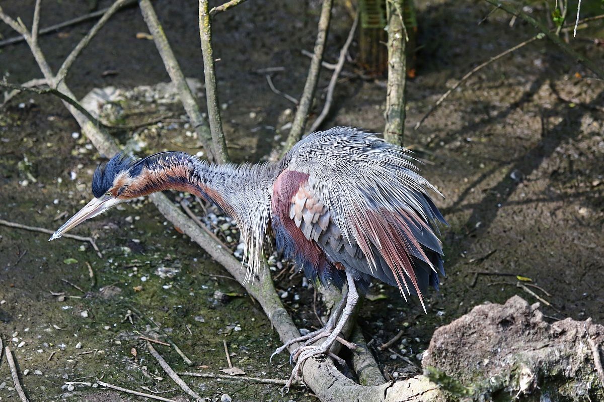 Airono rosso phonato