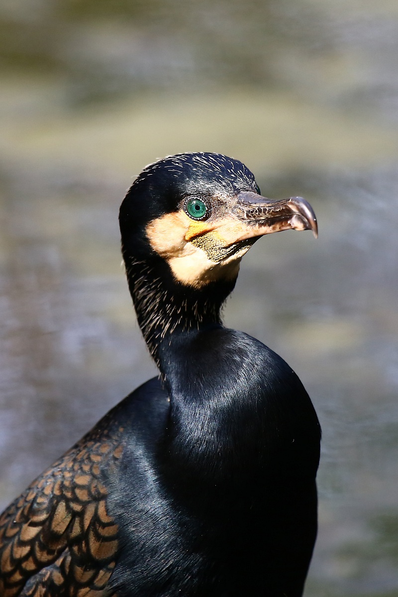 Cormorano