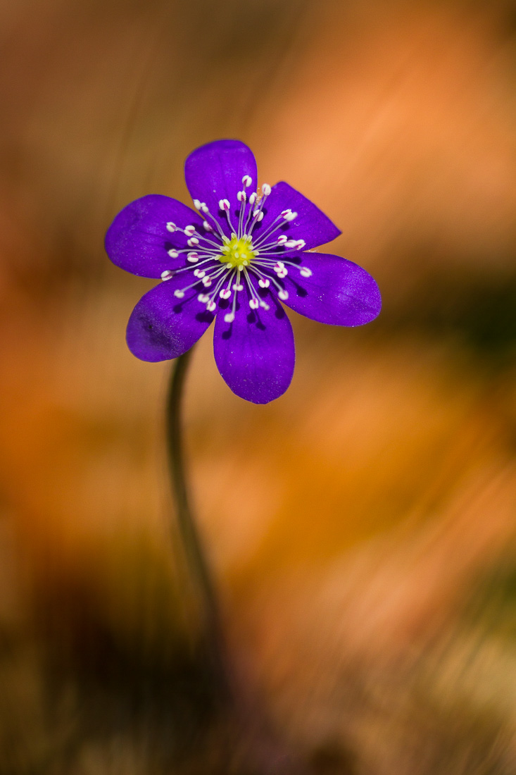 Hepatica nobilis