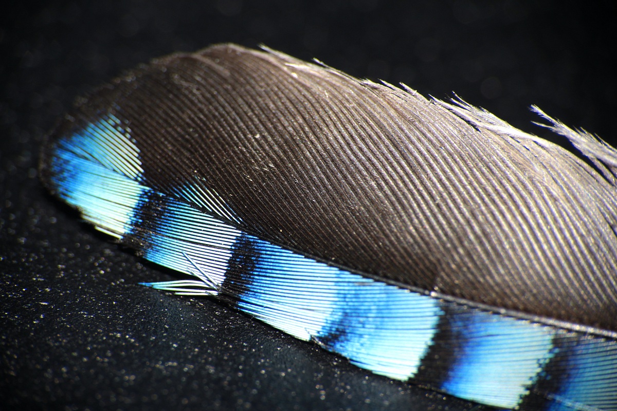 Feather