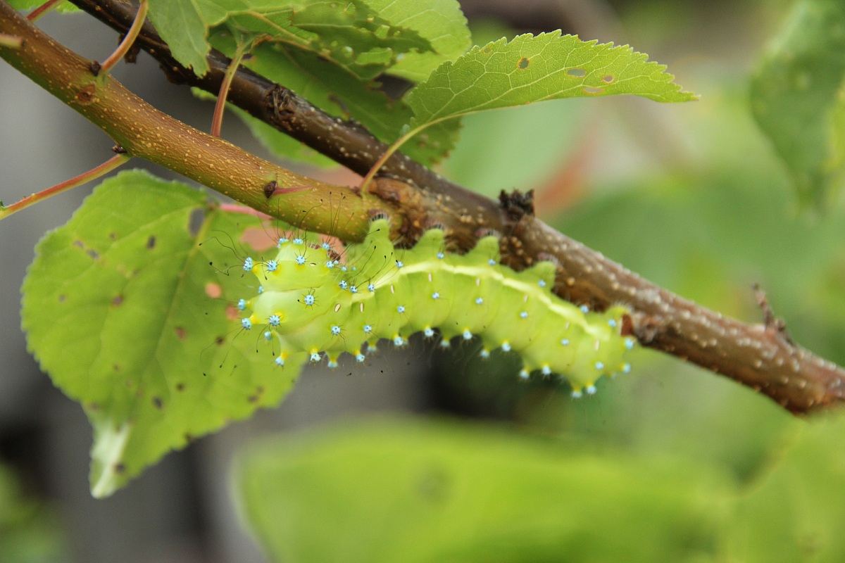 The walnut caterpillar