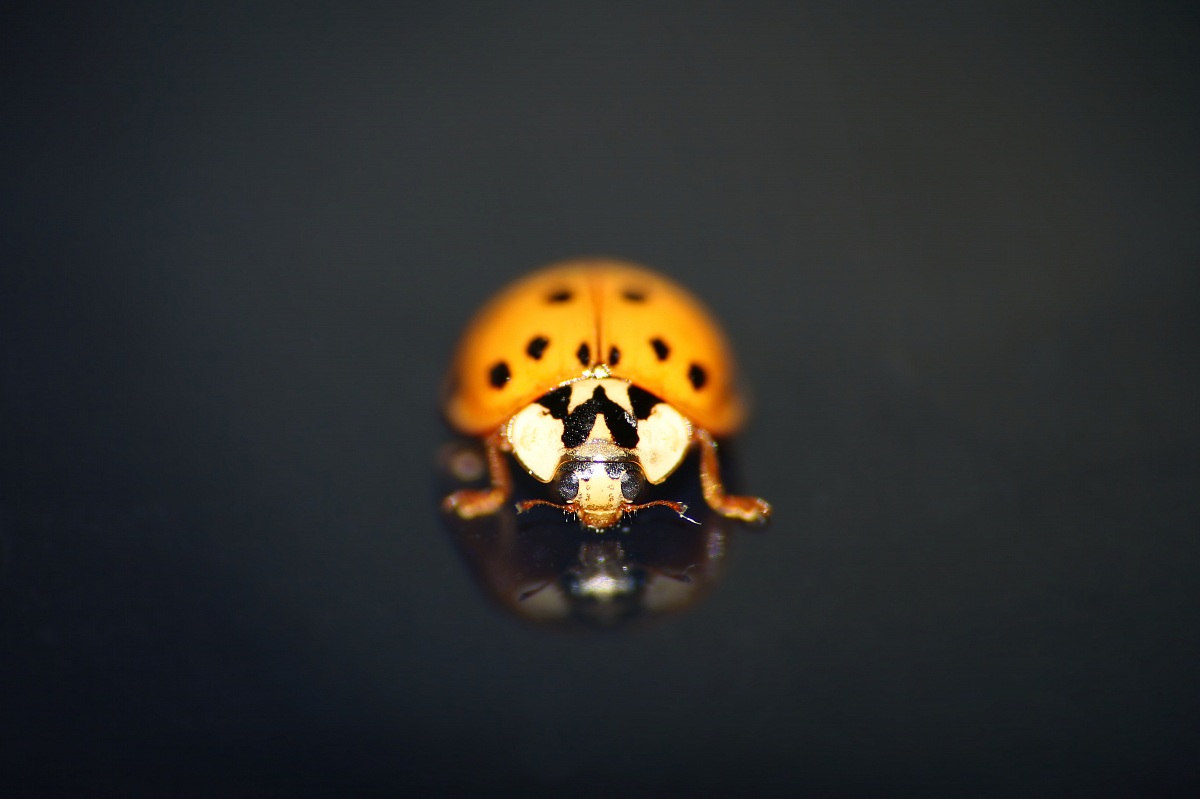 Orange ladybird