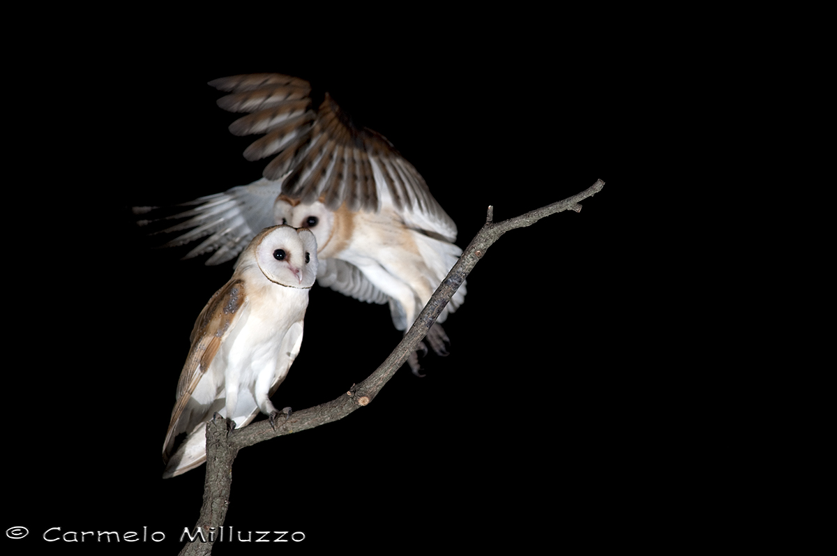 Tyto alba in pairs