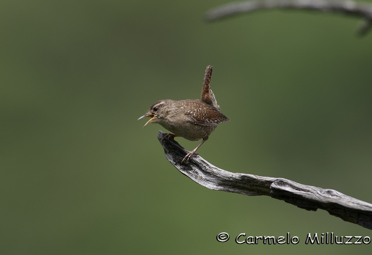 Wren