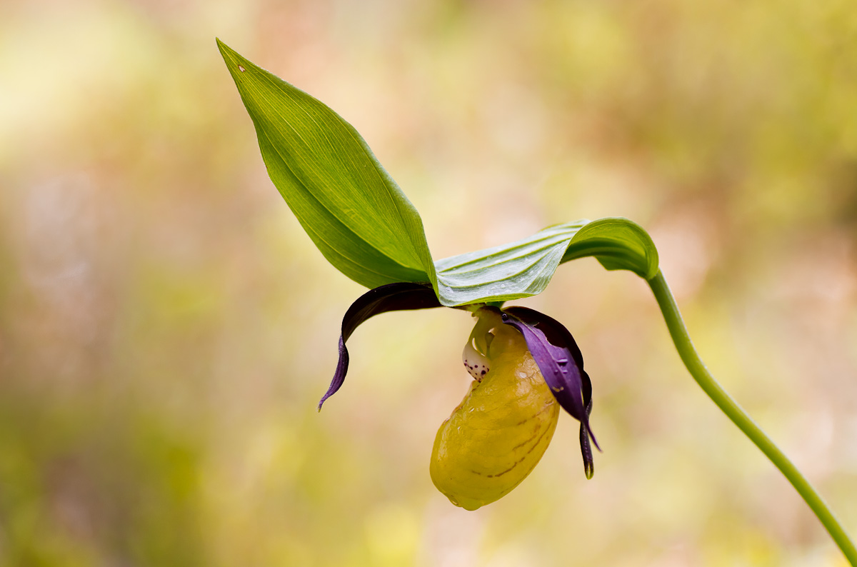 Cypripedium calceolus