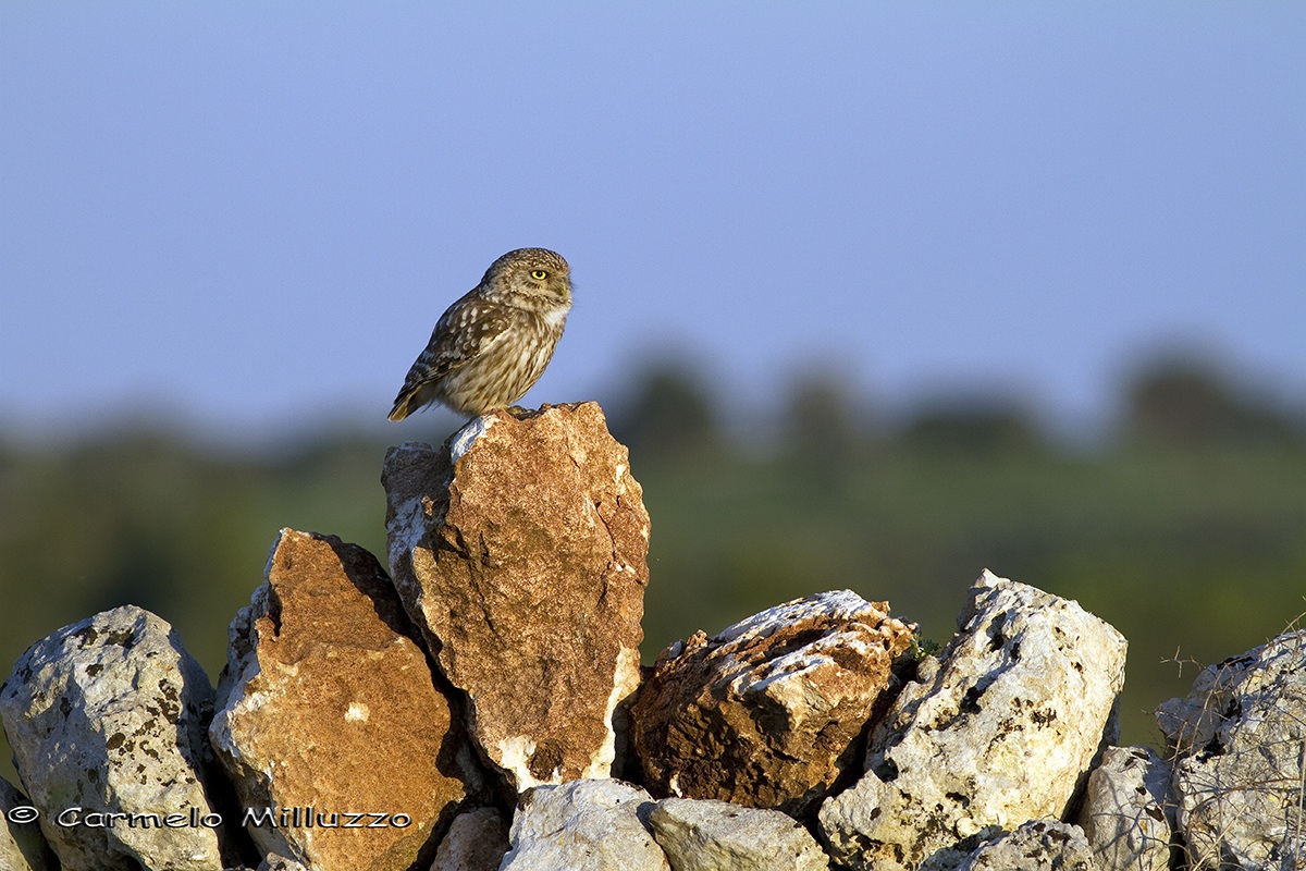 Owl at sunset