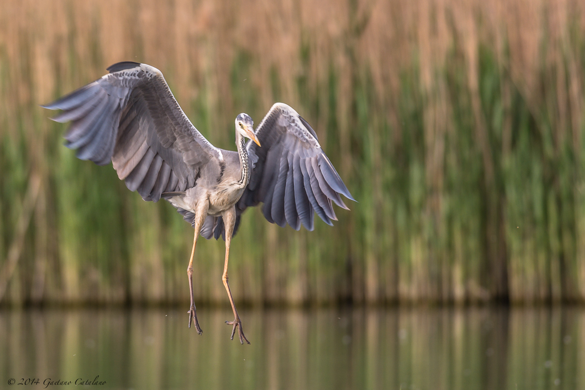 Grey Heron ...