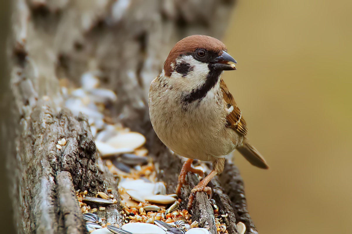 Sparrow Iso 8000 ....